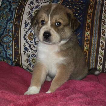 Thor -  Mixed Breed Dog for Adoption in Phoenix, Arizona - Thor | PetCurious
