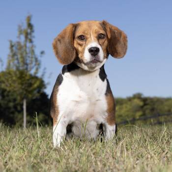 Cinnamon Crunch Bagel -  Beagle Dog for Adoption in Franklin, Tennessee - Cinnamon Crunch Bagel | PetCurious