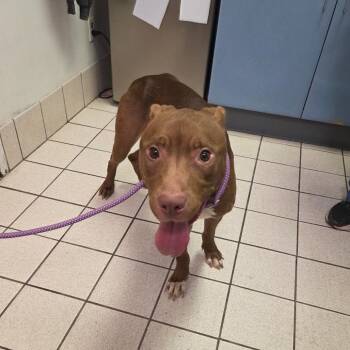 Mixed Breed Dogs Available for Adoption in Charleston, West Virginia - Boeing | PetCurious