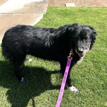 Forest -  Border Collie Dog for Adoption in Las Vegas, Nevada - Forest | PetCurious