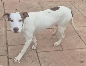 Terrier and Mixed Breed Dogs Available for Adoption in Shreveport, Louisiana - Caroline | PetCurious