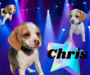 Rescue Cocker Spaniel and Chihuahua Dogs for Adoption in Austin, Texas - Chris K | PetCurious