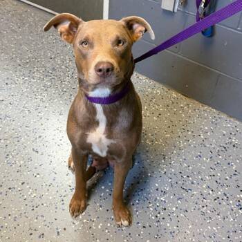Jo -  Pit Bull Terrier and Mixed Breed Dog for Adoption in Tuscaloosa, Alabama - Jo | PetCurious
