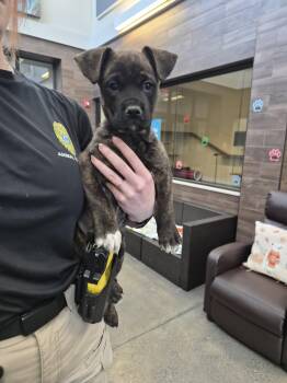 Mixed Breed Dogs Available for Adoption in Rock Hill, New York - Teeter  | PetCurious