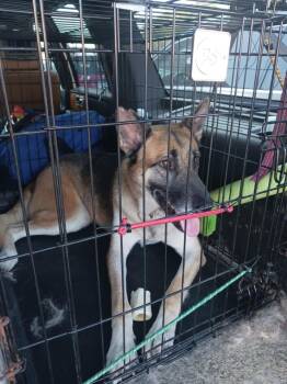 Rescue German Shepherd Dog Dogs for Adoption in Greeneville, Tennessee - Marley | PetCurious