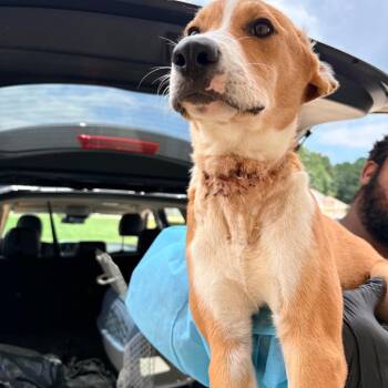 STORM 5614 -  Mixed Breed Dog for Adoption in Loxahatchee Groves, Florida - STORM 5614 | PetCurious