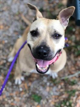 Rescue Mixed Breed Dogs for Adoption in Palmetto, Florida - MARIANA | PetCurious