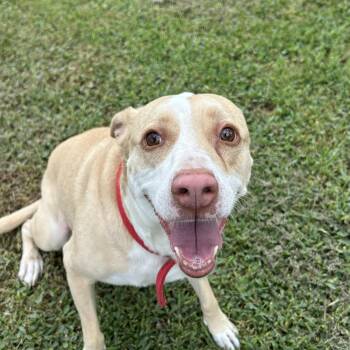 Labrador Retriever Dogs Available for Adoption in South Houston, Texas - Sandy | PetCurious