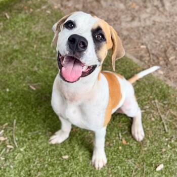 Handsome -  Mixed Breed Dog for Adoption in Milton, Florida - Handsome | PetCurious