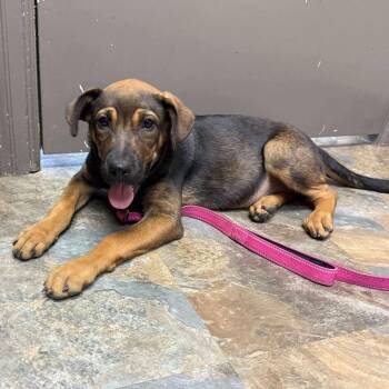 Rescue German Shepherd Dog and Labrador Retriever Dogs for Adoption in Houston, Texas - Wren | PetCurious