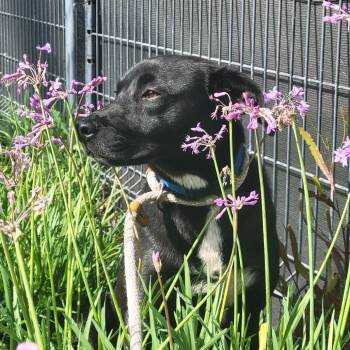 Cattle Dog Dogs Available for Adoption in Hawthorne, California - Osmond | PetCurious