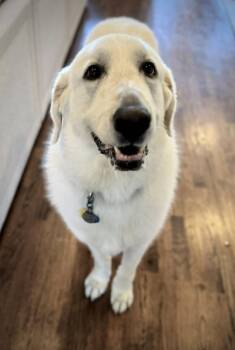 Mazzy -  Great Pyrenees Dog for Adoption in Lucas, Texas - Mazzy | PetCurious