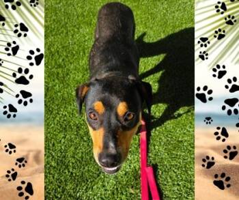 Lucille -  Shepherd and Mixed Breed Dog for Adoption in Fresno, California - Lucille | PetCurious
