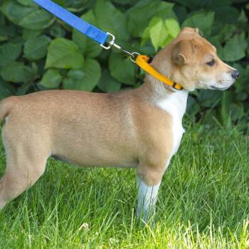 Meadow -  Labrador Retriever Dog for Adoption in South Elgin, Illinois - Meadow | PetCurious