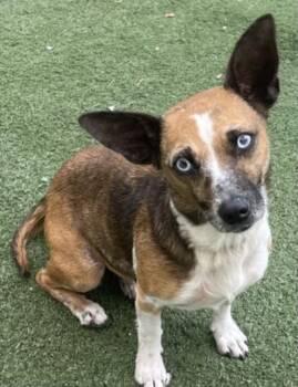 Chihuahua and Mixed Breed Dogs Available for Adoption in Texas City, Texas - CALYPSO | PetCurious