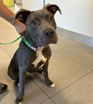 A779634 -  Pit Bull Terrier Dog for Adoption in Rancho Cucamonga, California - A779634 | PetCurious