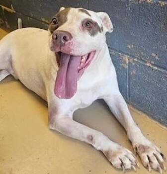 Opie -  American Staffordshire Terrier Dog for Adoption in Maryville, Tennessee - Opie | PetCurious