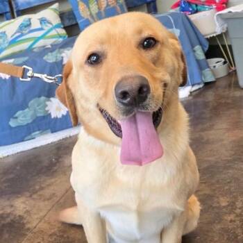 Yellow Labrador Retriever Dogs Available for Adoption in Huntsville, Alabama - Potato | PetCurious