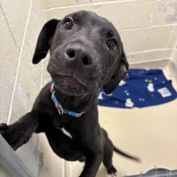 Terrier and Mixed Breed Dogs Available for Adoption in Indianapolis, Indiana - Jax | PetCurious