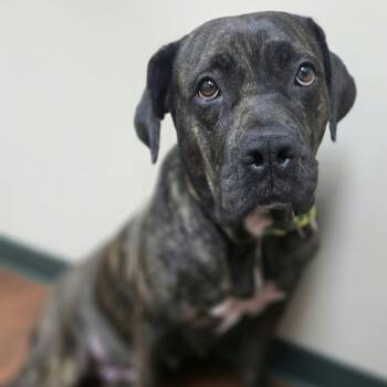 Renny -  Cane Corso and Pit Bull Terrier Dog for Adoption in Bryan, Texas - Renny | PetCurious