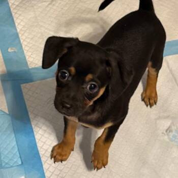 Fred Weasley -  Mixed Breed Dog for Adoption in Rockville, Maryland - Fred Weasley | PetCurious