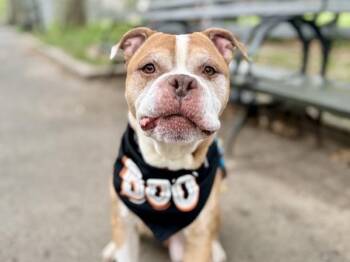 Bark Ave -  Mixed Breed Dog for Adoption in New York, New York - Bark Ave | PetCurious