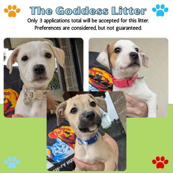 Hound Dogs Available for Adoption in Renfrew, Pennsylvania - Goddess Litter | PetCurious