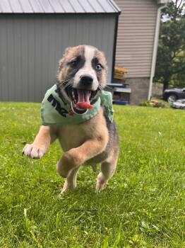 Siberian Husky Dogs Available for Adoption in Greensburg, Pennsylvania - Florian | PetCurious