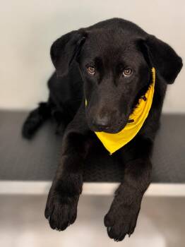 Moses -  Black Labrador Retriever Dog for Adoption in Meherrin, Virginia - Moses | PetCurious