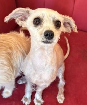 Hazel -  Chihuahua Dog for Adoption in Santa Rosa, California - Hazel | PetCurious