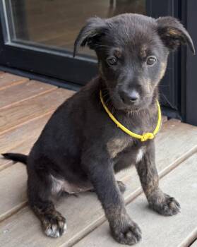 Lucia -  Labrador Retriever Dog for Adoption in Rollingwood, Texas - Lucia | PetCurious