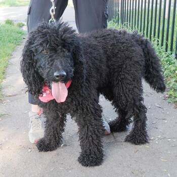 Standard Poodle and Mixed Breed Dogs Available for Adoption in Richmond, California - JET | PetCurious