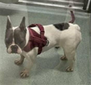 Fifi A218907 -  French Bulldog Dog for Adoption in Plano, Texas - Fifi A218907 | PetCurious