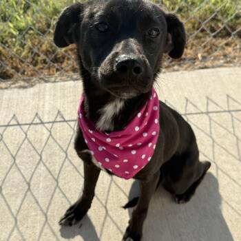Ruby Louise -  Mixed Breed Dog for Adoption in Hiawatha, Kansas - Ruby Louise | PetCurious