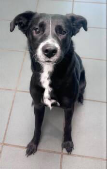 Lady Dog -  Mixed Breed Dog for Adoption in Nashville, Tennessee - Lady Dog | PetCurious