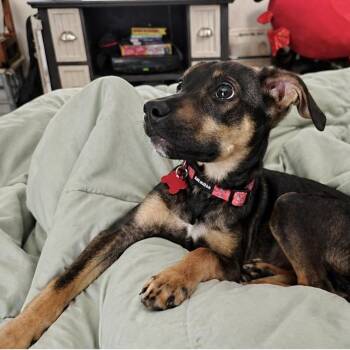 Mixed Breed Dogs Available for Adoption in Little Rock, Arkansas - Max | PetCurious