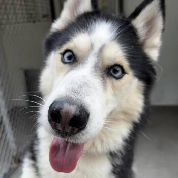 Ezio -  Siberian Husky Dog for Adoption in Riverwoods, Illinois - Ezio | PetCurious