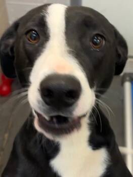 WILLA -  Border Collie Dog for Adoption in Elizabethton, Tennessee - WILLA | PetCurious