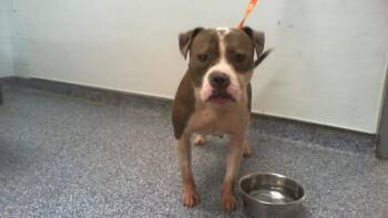 MISSY -  Pit Bull Terrier Dog for Adoption in Charlotte, North Carolina - MISSY | PetCurious