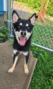 Tot Yrly 338 -  Husky Dog for Adoption in Sidney, Ohio - Tot Yrly 338 | PetCurious