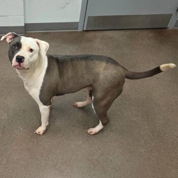 Lunabelle -  Pit Bull Terrier Dog for Adoption in Chattanooga, Tennessee - Lunabelle | PetCurious
