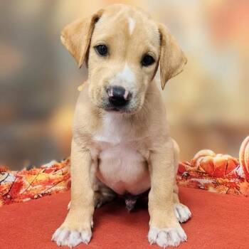 Alejandro -  Labrador Retriever and Mixed Breed Dog for Adoption in Griswold, Connecticut - Alejandro | PetCurious