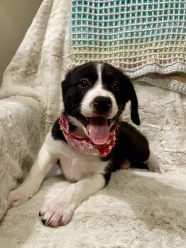 Cattle Dog Dogs Available for Adoption - HANNAH | PetCurious