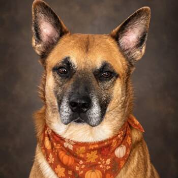 Jax -  Shepherd Dog for Adoption in Baytown, Texas - Jax | PetCurious