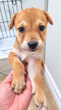 AMBRA -  Mixed Breed Dog for Adoption in Harlingen, Texas - AMBRA | PetCurious