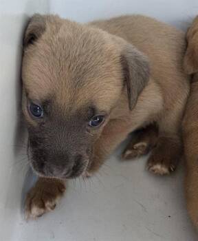 Pit Bull Terrier and Mixed Breed Dogs Available for Adoption in Houston, Texas - A655359 | PetCurious