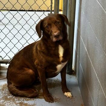 Rescue Mixed Breed Dogs for Adoption in Gadsden, Alabama - StewRetta | PetCurious