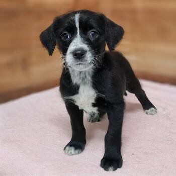 Standard Poodle and Mixed Breed Dogs Available for Adoption in Griswold, Connecticut - Sora | PetCurious