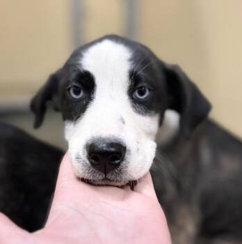 Journey -  Shepherd Dog for Adoption in Sioux City, Iowa - Journey | PetCurious