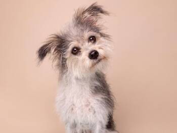 Neptune -  Yorkshire Terrier and Poodle Dog for Adoption in Palo Alto, California - Neptune | PetCurious